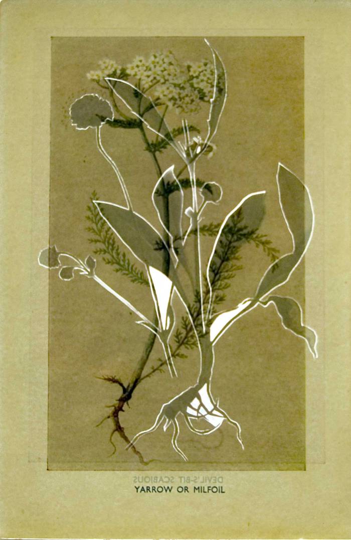 cut flowers Jo Howe Book sculpture experimentation